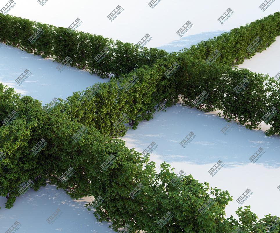 images/goods_img/2021040162/Generic Hedge - Big/1.jpg